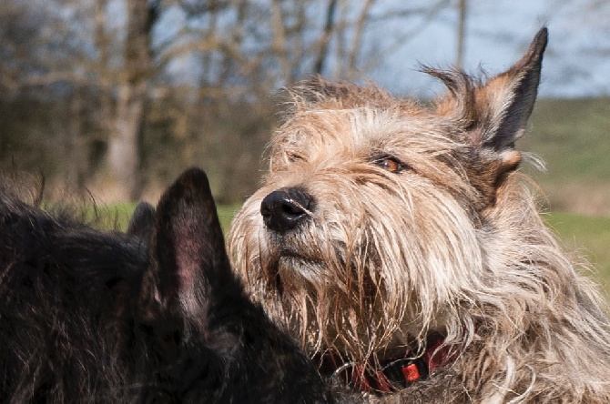 Du Courant d'Ere - Portée de chiots en Mai 2015 !!!!